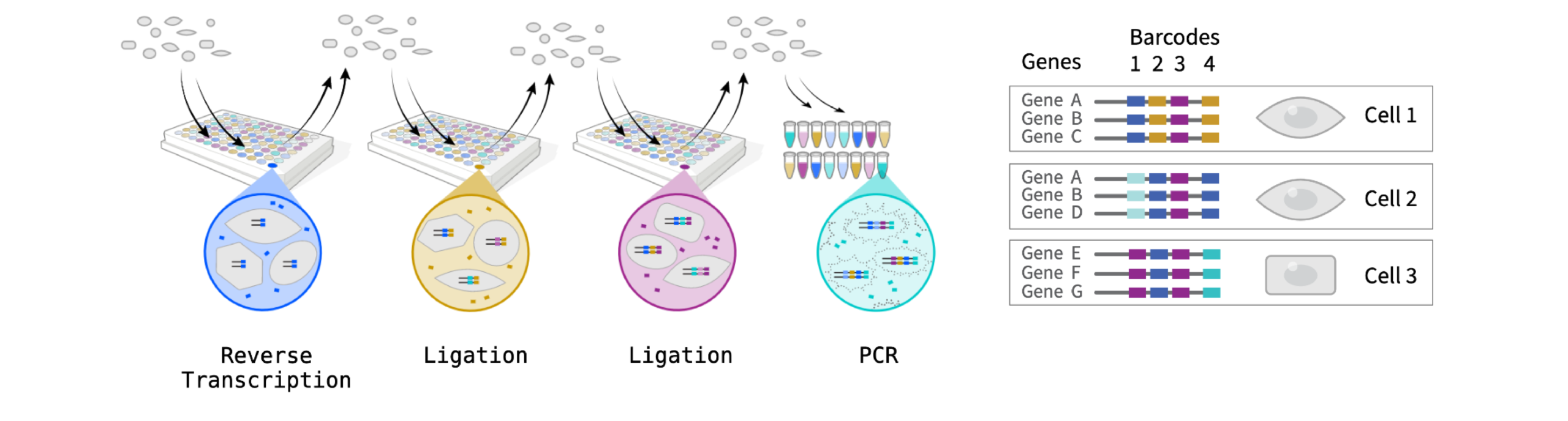 Parse Evercode Split Pool Combinatorial Barcoding Diagram
