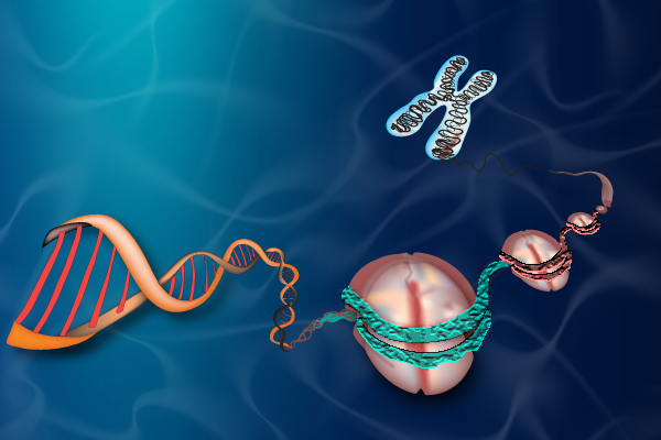 Illustration of Single cell (ATAC-seq) chromatin